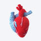Realistic Heart - Crochet Pattern